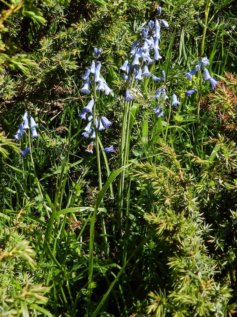 Pirenei:  Brimeura amethystina